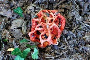 Clathrus ruber (2)